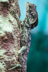 Iguana lizard climbing on a rock