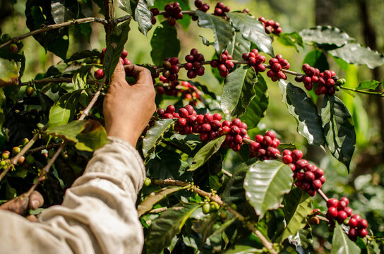 Cosechando planta de caf&eacute;