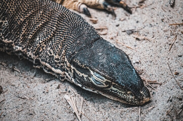 Black lizard on sand - close-up photograph