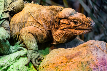 Green iguana lizard - close-up photograph