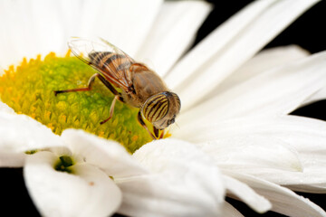 Bee macro isolated on flower  Package design element