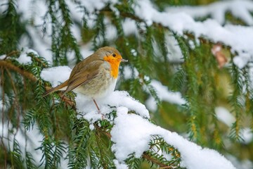 Close up portrait of the european robin, a grey and brown songbird with orange face and breast, perched on green fir tree covered with white snow. Winter day in the nature.