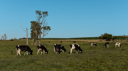 Cattle in Argentine countryside,La Pampa Province, Argentina.