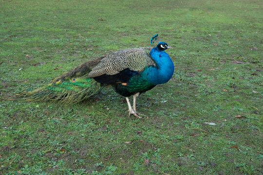 Beautiful blue featheredpeacock on green winter grass, big wild bird walking proudly in the park natural background image, wild creature with eye-spotted feathers