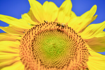 summer nature beauty. bee making honey closeup. beautiful yellow flower of sunflower. big sunflower close up. Green life