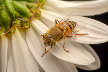 Bee macro isolated on flower  Package design element