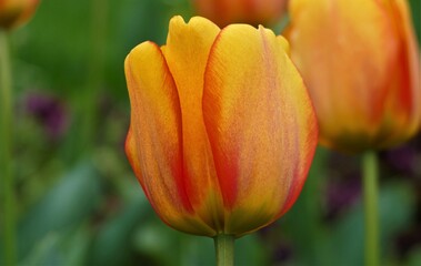 Orange tulip flower in the field background