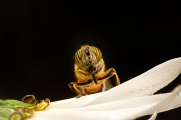 Bee macro isolated on flower  Package design element