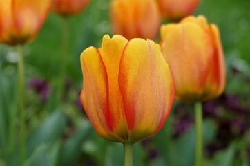 orange tulip flower field
