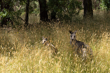 Closeup of two grey kangaroos in tall grass