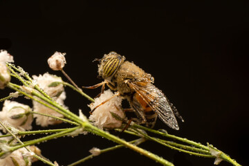 Bee macro isolated on flower  Package design element
