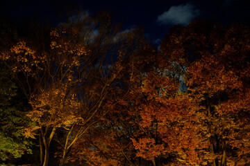 夜の紅葉
Autumn leaves at night