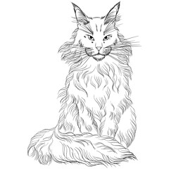 Sitting cat breed Maine Coon looking forward. Line art vector illustration suitable for coloring book page. Print in hand draw style isolated on white background. Fluffy cat in simple sketch style.