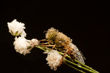 Bee macro isolated on flower  Package design element