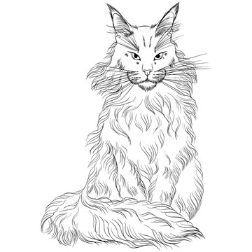 recommend clip art: Sitting cat breed Maine Coon looking forward. Line art vector illustration suitable for coloring book page. Print in hand draw style isolated on white background. Fluffy cat in simple sketch style.