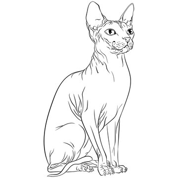1 097 Best Sphynx Drawing Images Stock Photos Vectors Adobe Stock