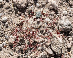 Red Triangles (Centrostegia thurberi) is a small annual plant with thin red stems and bristle tipped fruits in the knotweed family.