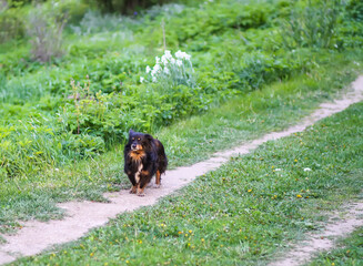 Black little active dog walks outdoors in spring day.