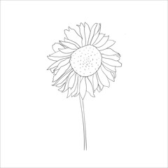 Sunflower. Sketched vector illustration.