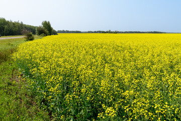 Field of Canola in Alberta, Canada