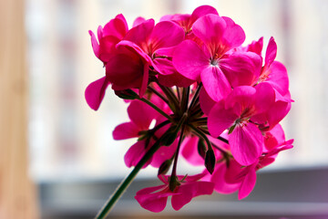 Fototapeta na wymiar Pink carnation flower on an unfocused background.