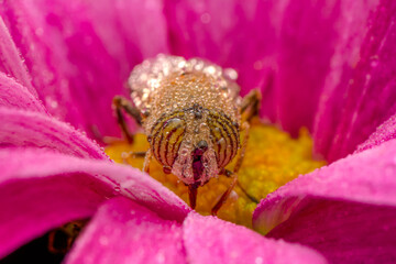 Bee macro isolated on flower  Package design element