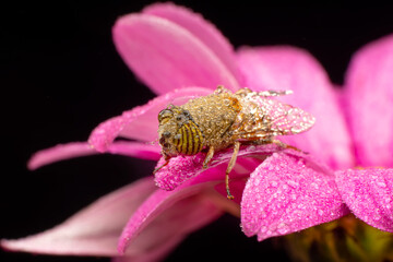 Bee macro isolated on flower  Package design element