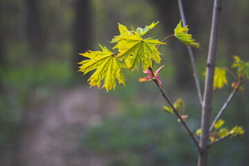 Spring background with young green maple leaves on tree