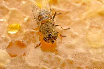 Close up  beautiful bee Honey In Honeycomb
