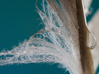 Closeup of feather with blue background
