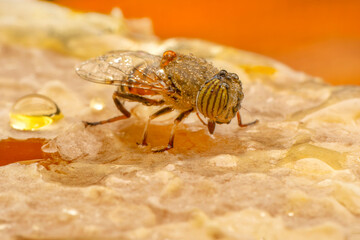 Close up  beautiful bee Honey In Honeycomb