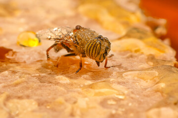Close up  beautiful bee Honey In Honeycomb
