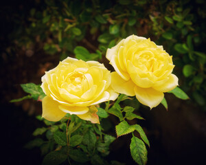 a pair of yellow rose flowers closeup in the garden, dark vignetting filtered image