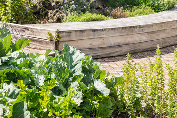 Fototapeta na wymiar cabbage, celery and herbs growing in raised bed in organic garden with blurred background and copy space