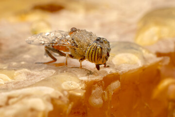 Close up  beautiful bee Honey In Honeycomb