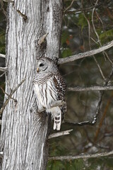 Barred Owl