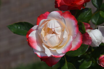 Róża biało-czerwona