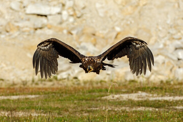 Obraz premium Eagle in flight. White-tailed eagle, Haliaeetus albicilla, flies with widely spread wings and open beak over dry grass. Hunting majestic bird. The largest eagle in Europe. Habitat Europe, Asia.