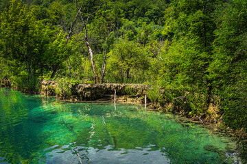Clean and transparent turquoise pond, surrounded by lush green plants and forest in Plitvice Lakes National Park UNESCO World Heritage, Croatia
