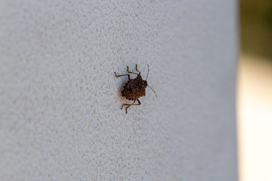brown marmorated stink bug or shield bug Latin halyomorpha halys from the pentatomidae group of insects on a white wall in Italy native to China and Asia but now a serious pest in Europe