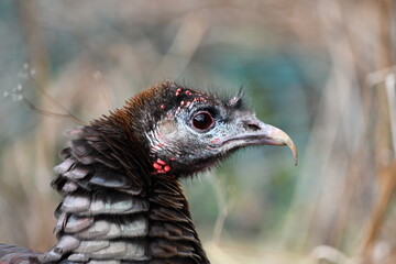 Juvenile Wild Turkey