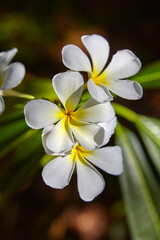 Obraz na płótnie Canvas Beautiful white tropical flowers, (frangipani flowers)