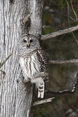 Barred Owl