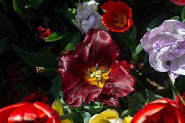 Fototapety na wymiar - Fototapeta24.pl