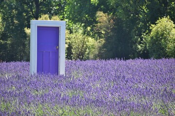 New Zealand, this famous purple door you can find in Lavender Farm. This one is just a few minutes...