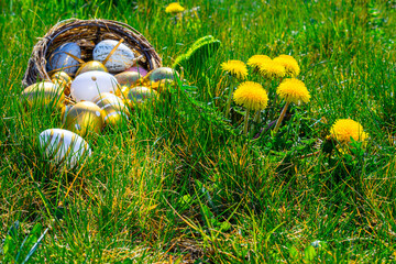 Fototapeta premium Easter eggs. Golden egg with yellow spring flowers in celebration basket on green grass background. Congratulatory easter design.