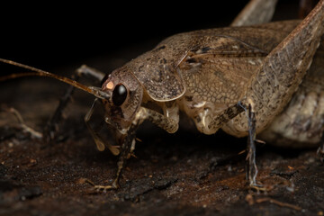 King cricket (Transaevum laudatum). The only member of its genus. A species of king cricket or weta found in the rainforests of Far North Queensland