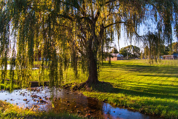 Weeping Willow Sunset
