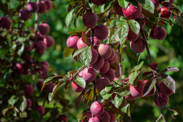 Beautiful large pink purple plum fruits grow on a fruit tree in the garden.