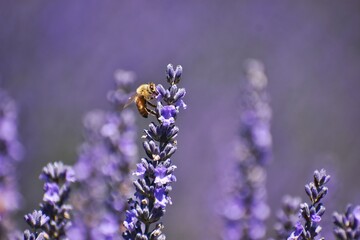 New Zealand, Lavender Farm is just a few minutes from Wanaka. You can enjoy 20 acres of beautiful lavender fields and display gardens there. Purple flowers and flying bees are everywhere around you!
